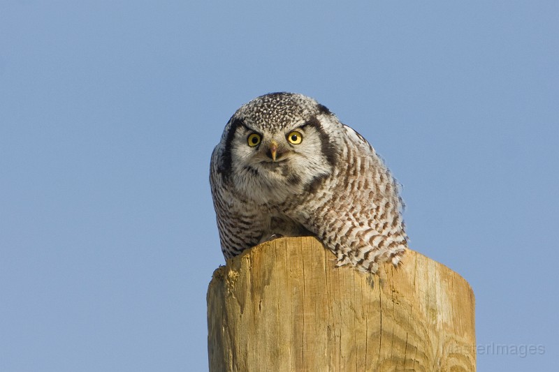 IMG_6754c.jpg - Northern Hawk-Owl (Surnia ulula)
